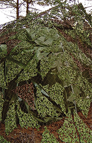 camouflage2